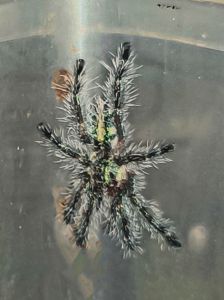Ybyrapora diversipes