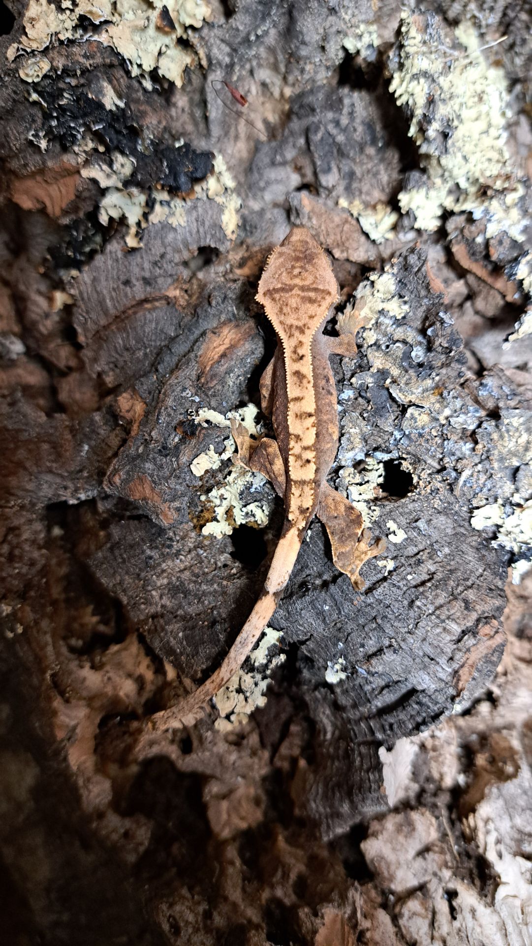 Війчастий бананоїд