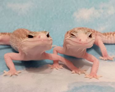 Леопардовый геккон эублефар