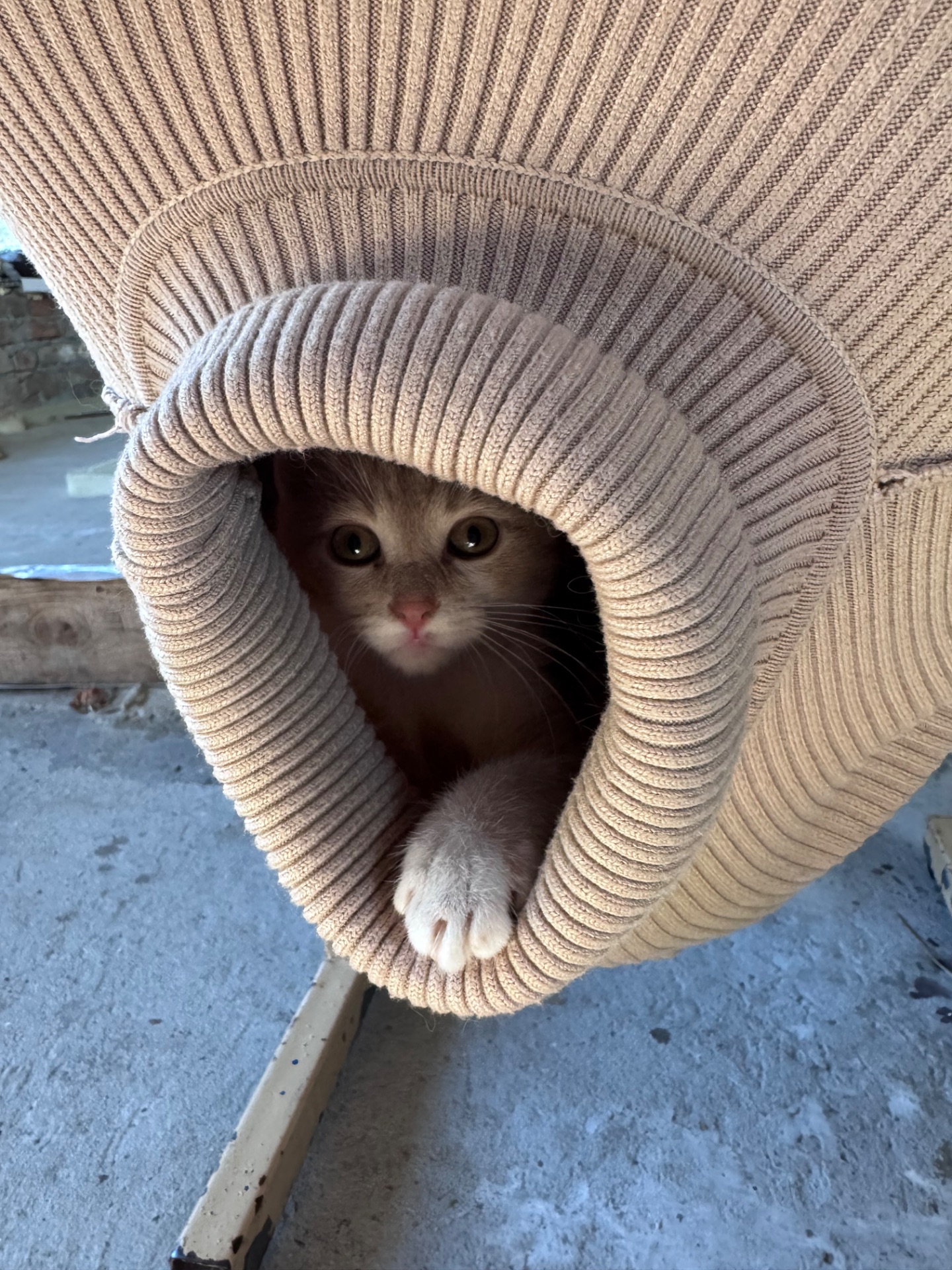 Кошенята метиси