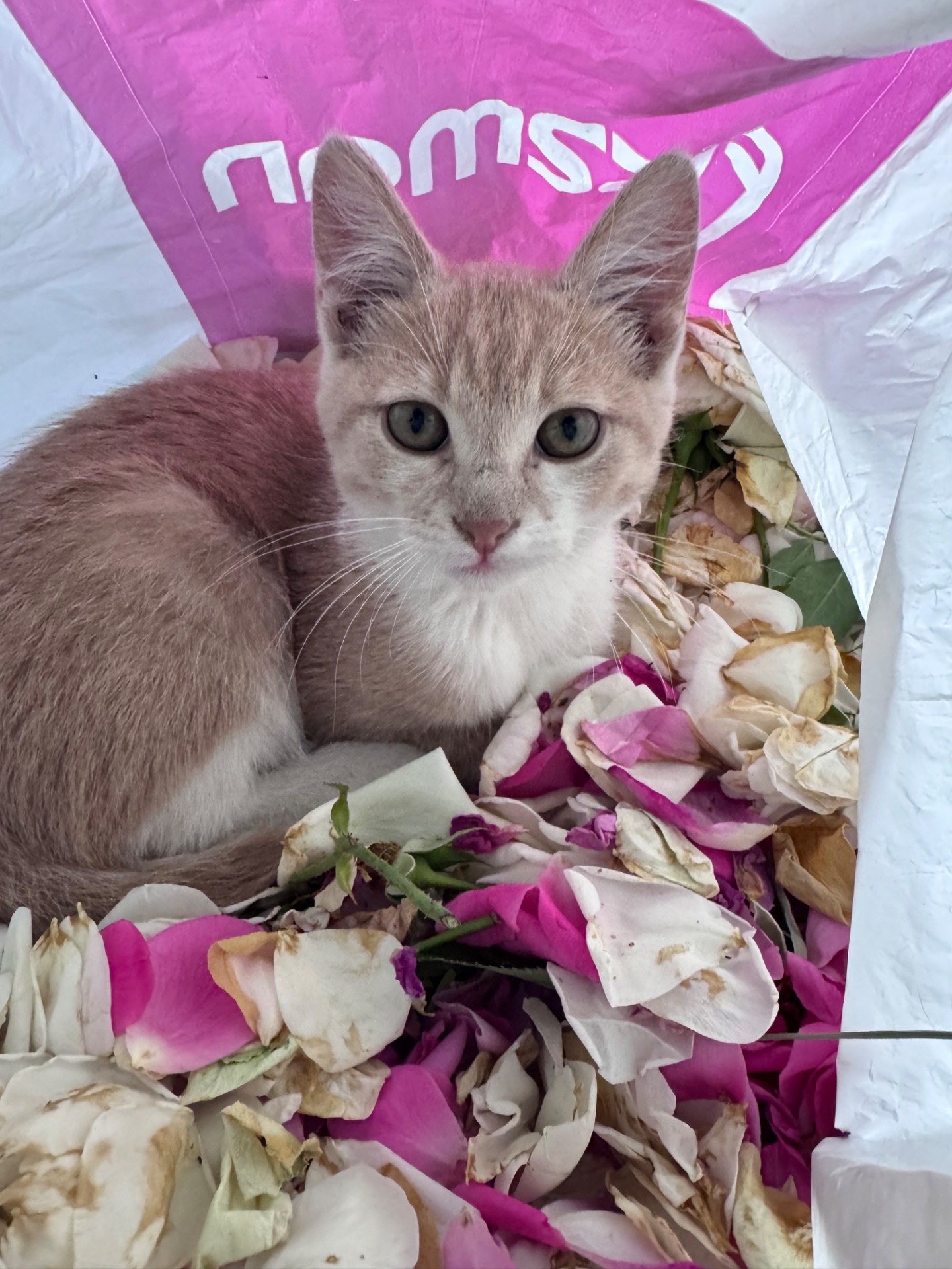 Кошенята метиси