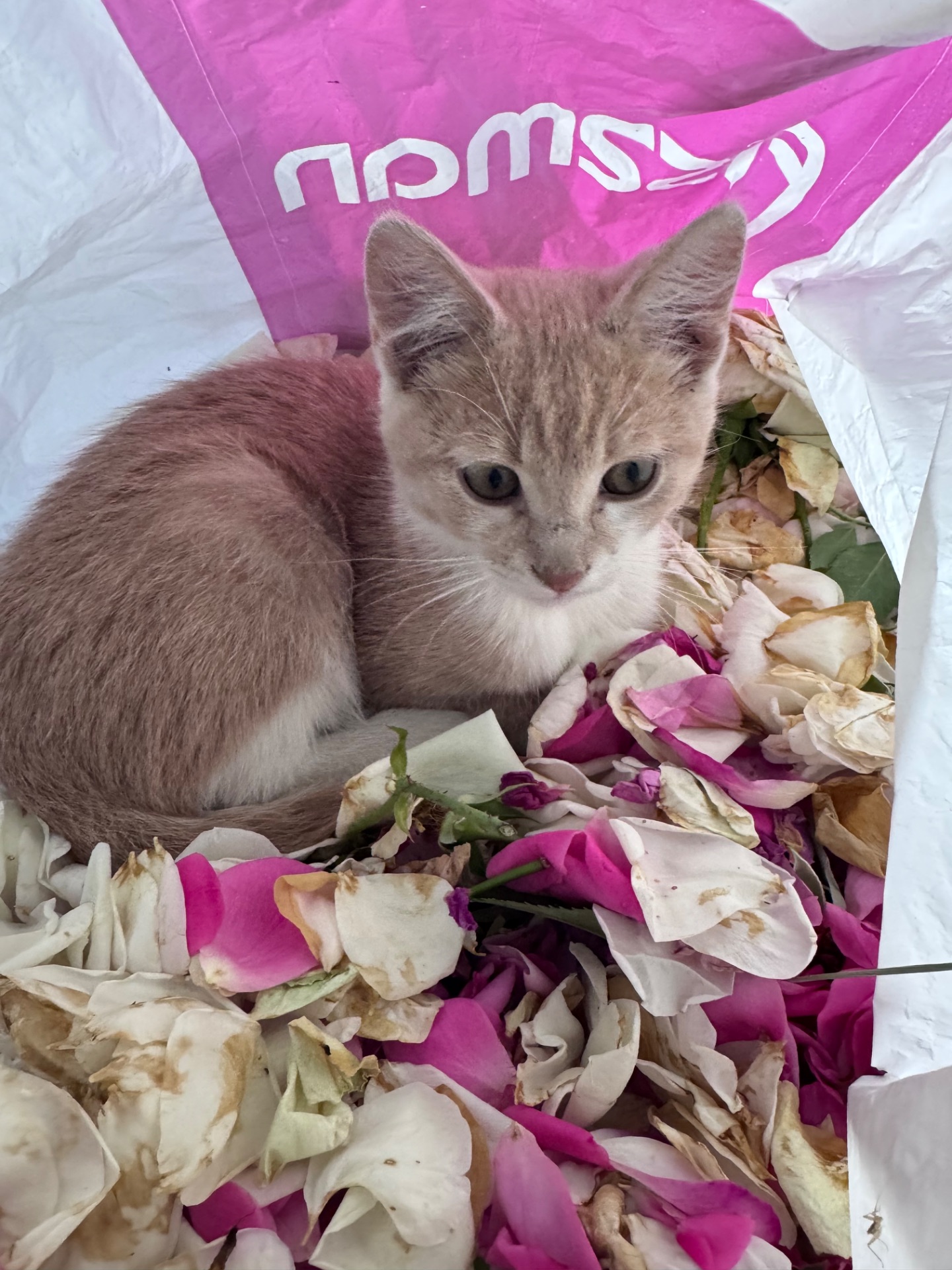 Кошенята метиси