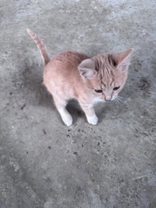 Кошенята метиси