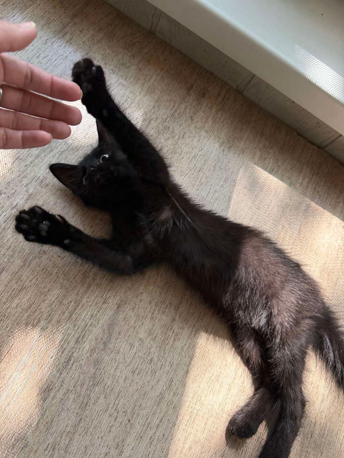 Шанс