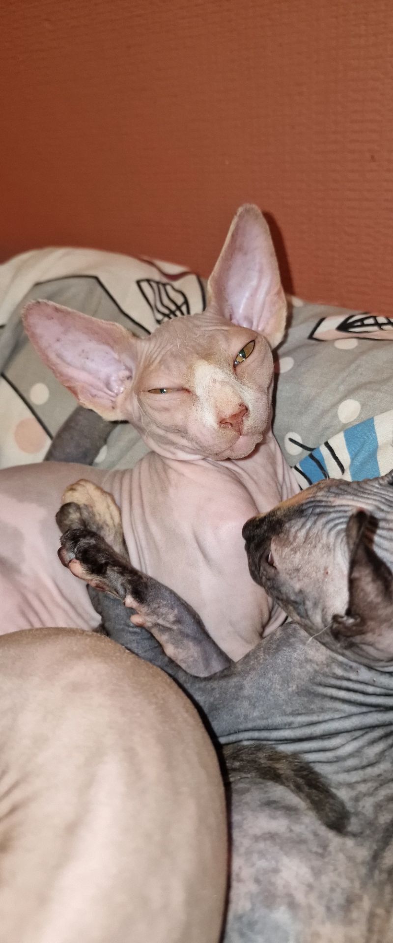 Котята конадский сфинкс, эльф