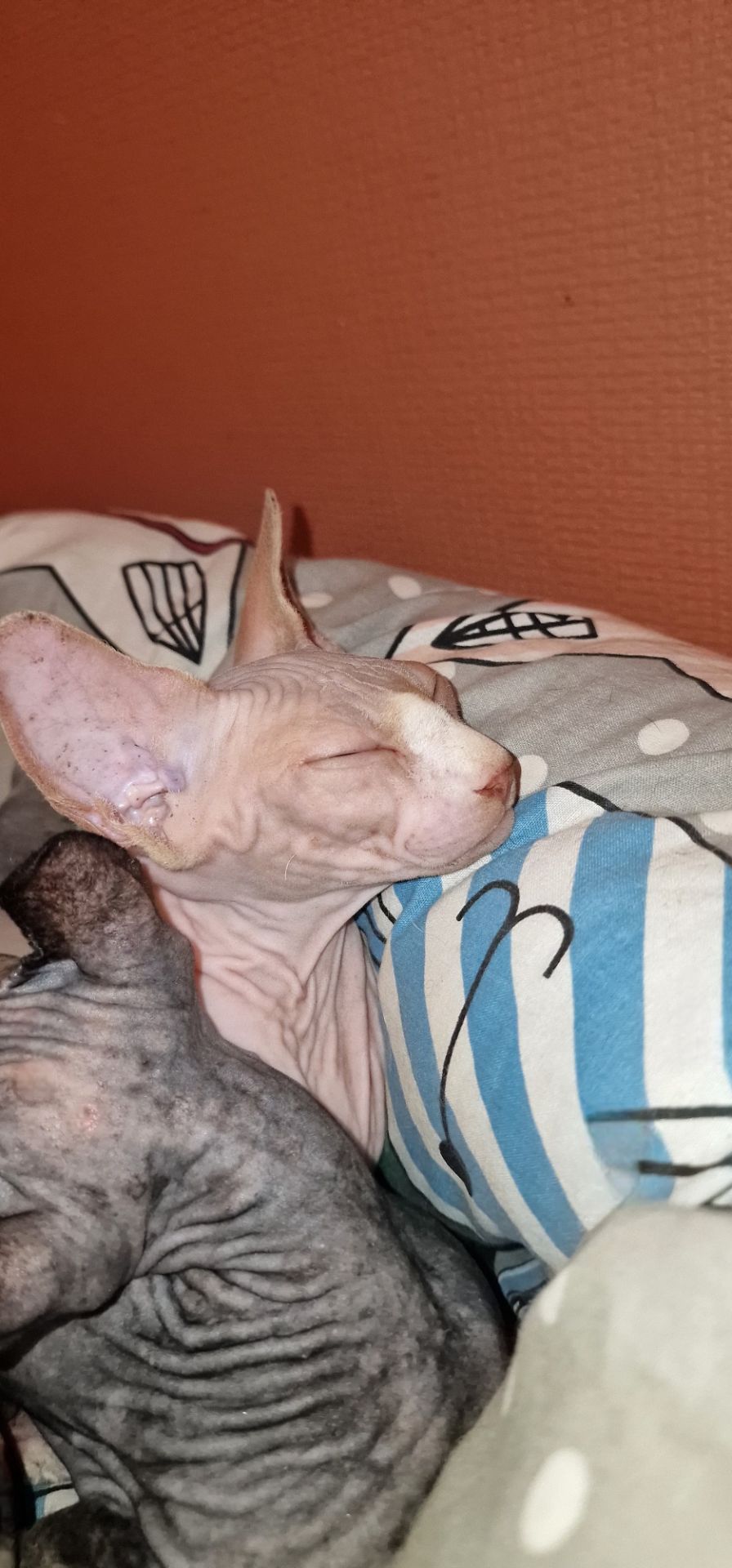 Котята конадский сфинкс, эльф