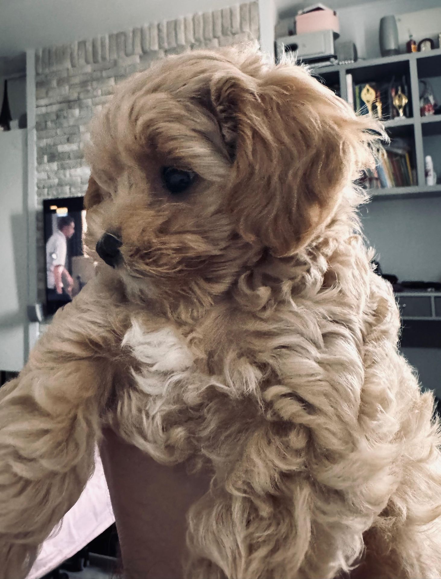 🐶 Маленька хмаринка щастя шукає родину! ✨