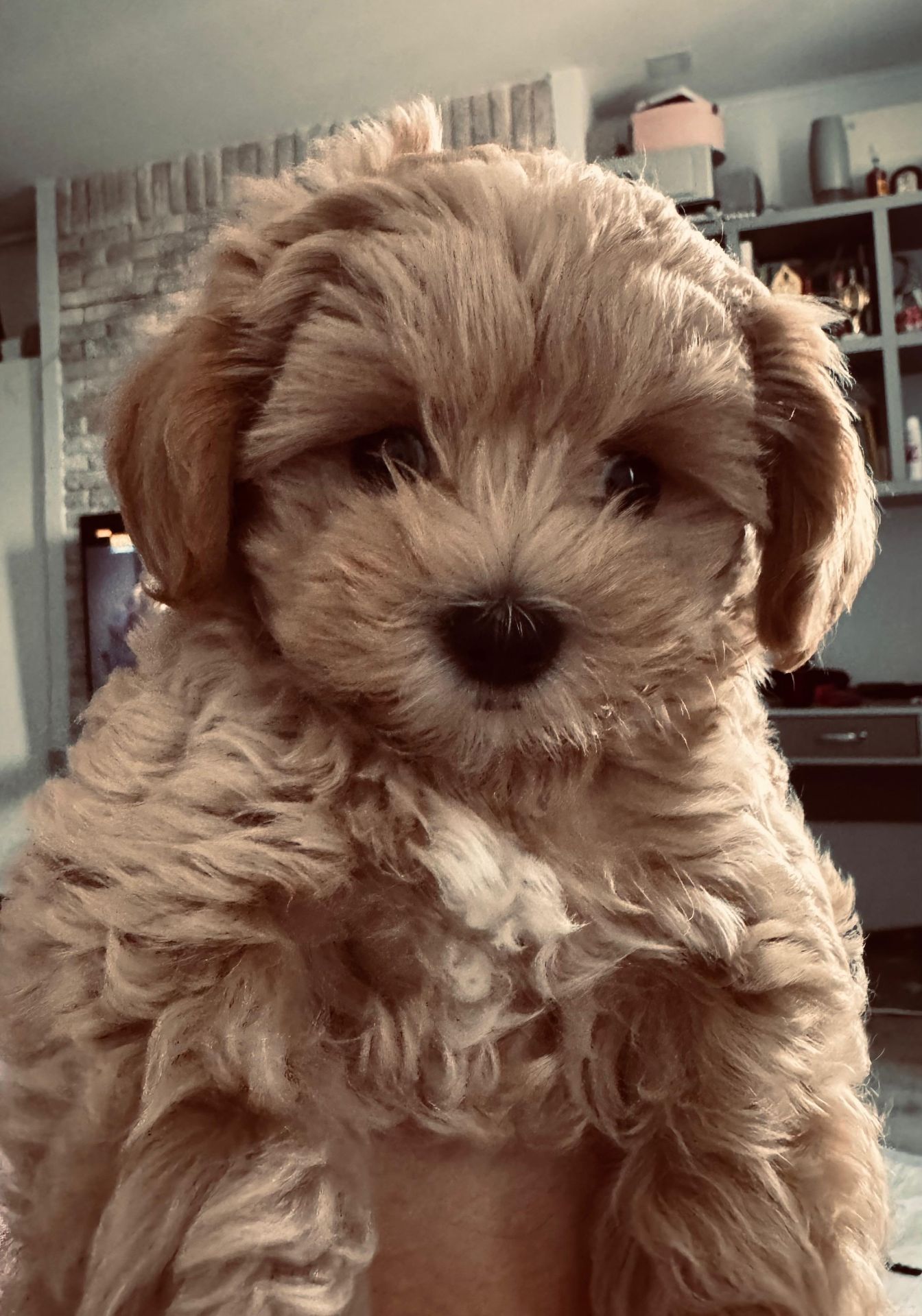 🐶 Маленька хмаринка щастя шукає родину! ✨