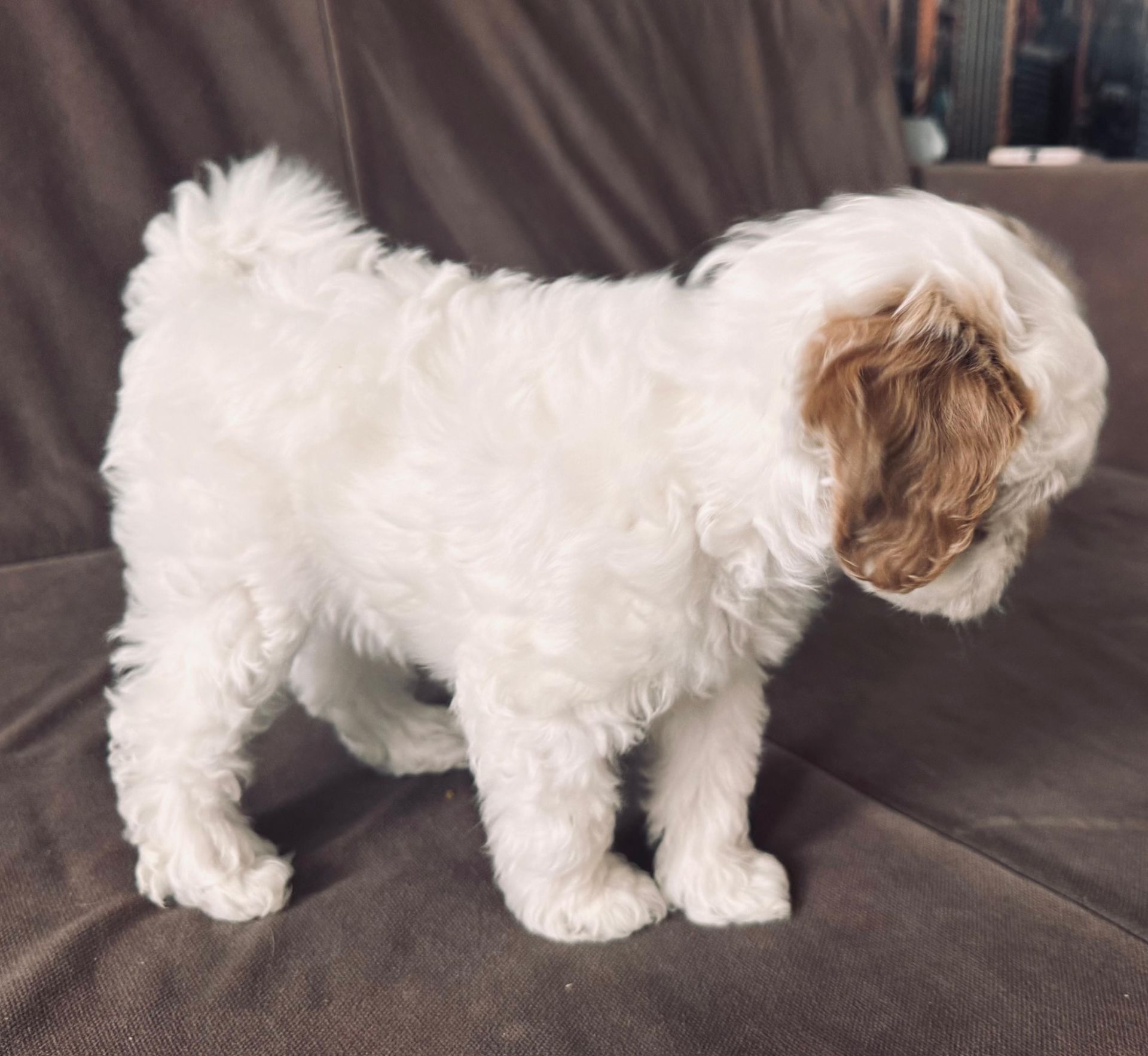 🐶 Продається міні-веселун! Хлопчик, 2 місяці