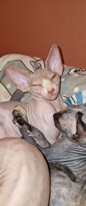 Котята конадский сфинкс, эльф