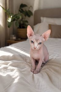 Котята конадский сфинкс, эльф
