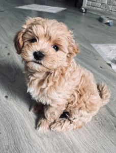 🐶 Маленька хмаринка щастя шукає родину! ✨