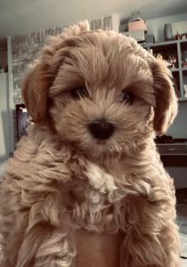 🐶 Маленька хмаринка щастя шукає родину! ✨