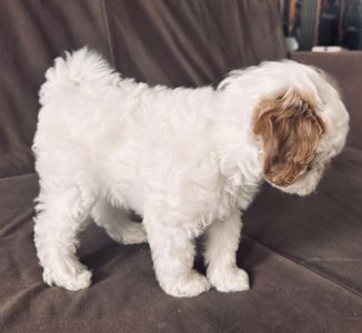 🐶 Продається міні-веселун! Хлопчик, 2 місяці