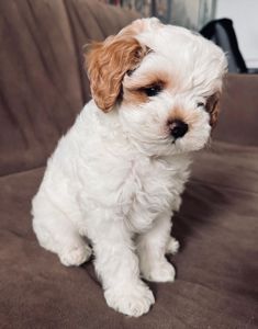 🐶 Продається міні-веселун! Хлопчик, 2 місяці
