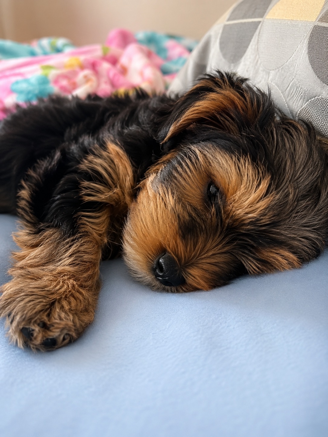 Продається цуценя йоркширського тер’єра –дівчинка🐶❤️