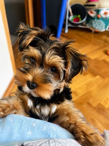 Продається цуценя йоркширського тер’єра –дівчинка🐶❤️