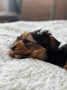 Продається цуценя йоркширського тер’єра –дівчинка🐶❤️
