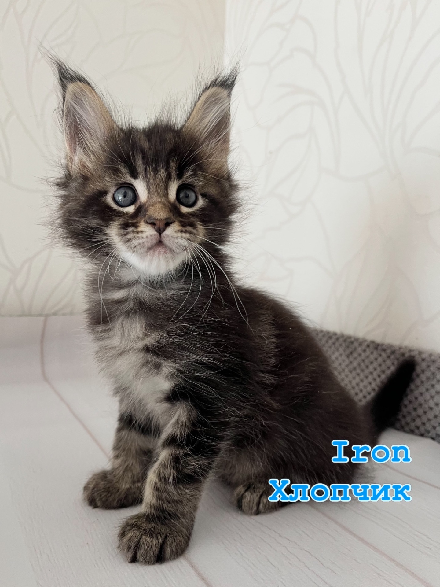 Хлопчик Мейн кун чорний мармур