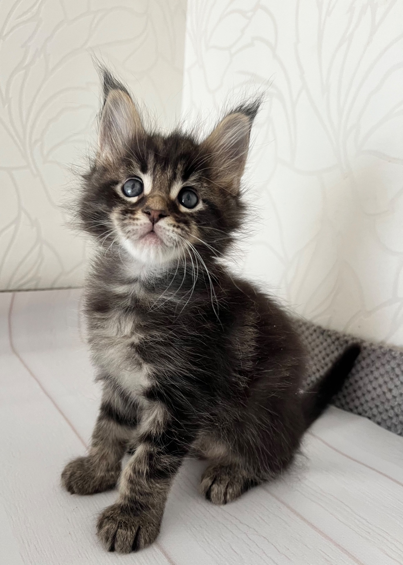 Хлопчик Мейн кун чорний мармур