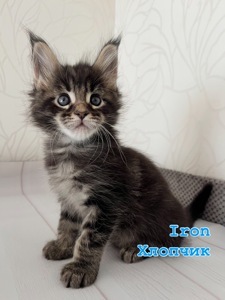 Хлопчик Мейн кун чорний мармур