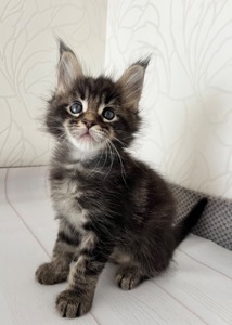 Хлопчик Мейн кун чорний мармур