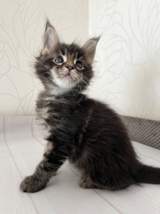 Хлопчик Мейн кун чорний мармур