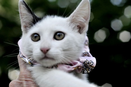 Кошеня Бейлі