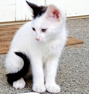 Кошеня Бейлі