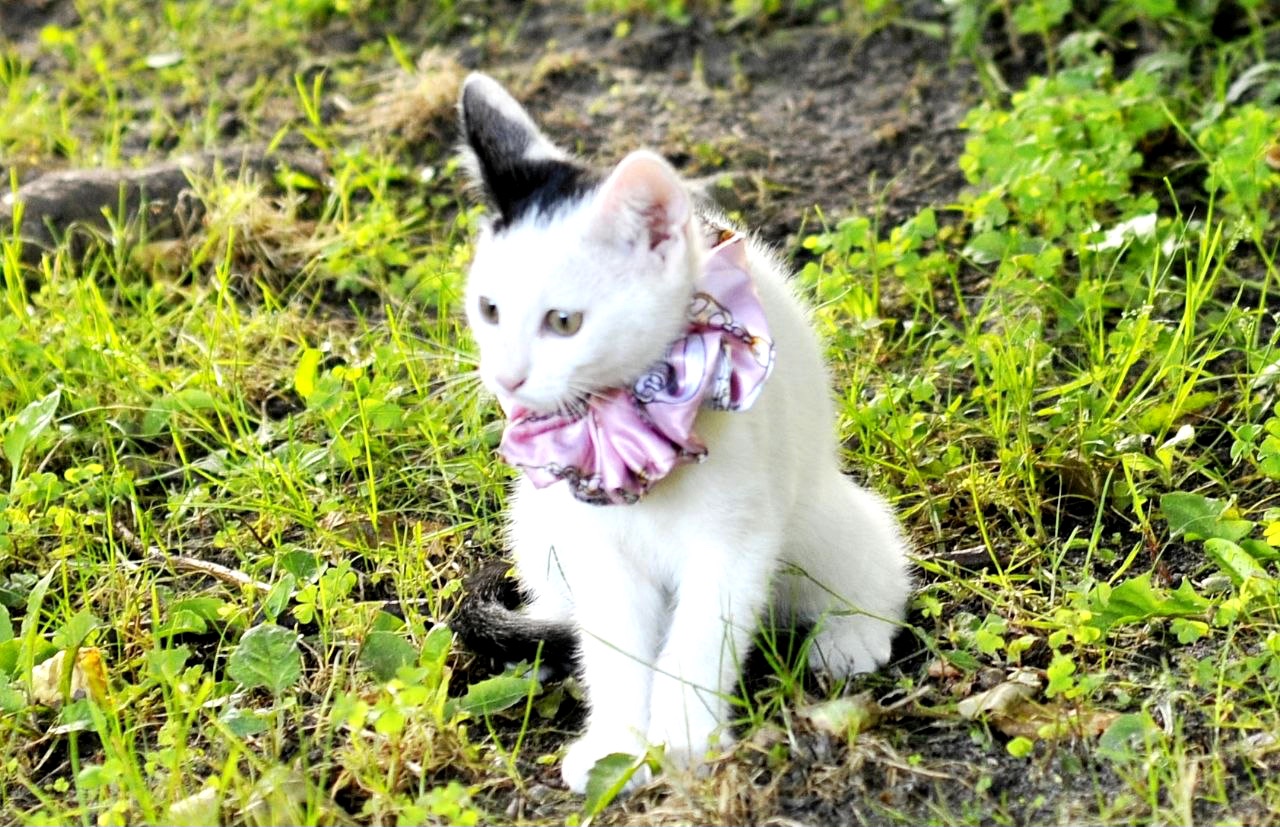 Кошеня Бейлі