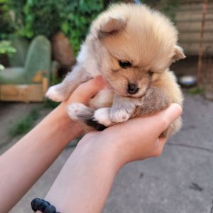 Замечательные дети померанского 3