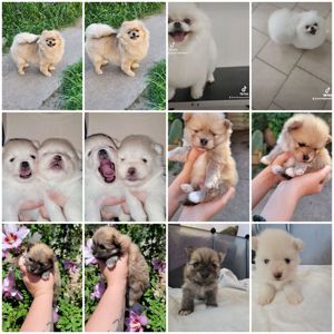 Замечательные дети померанского 3