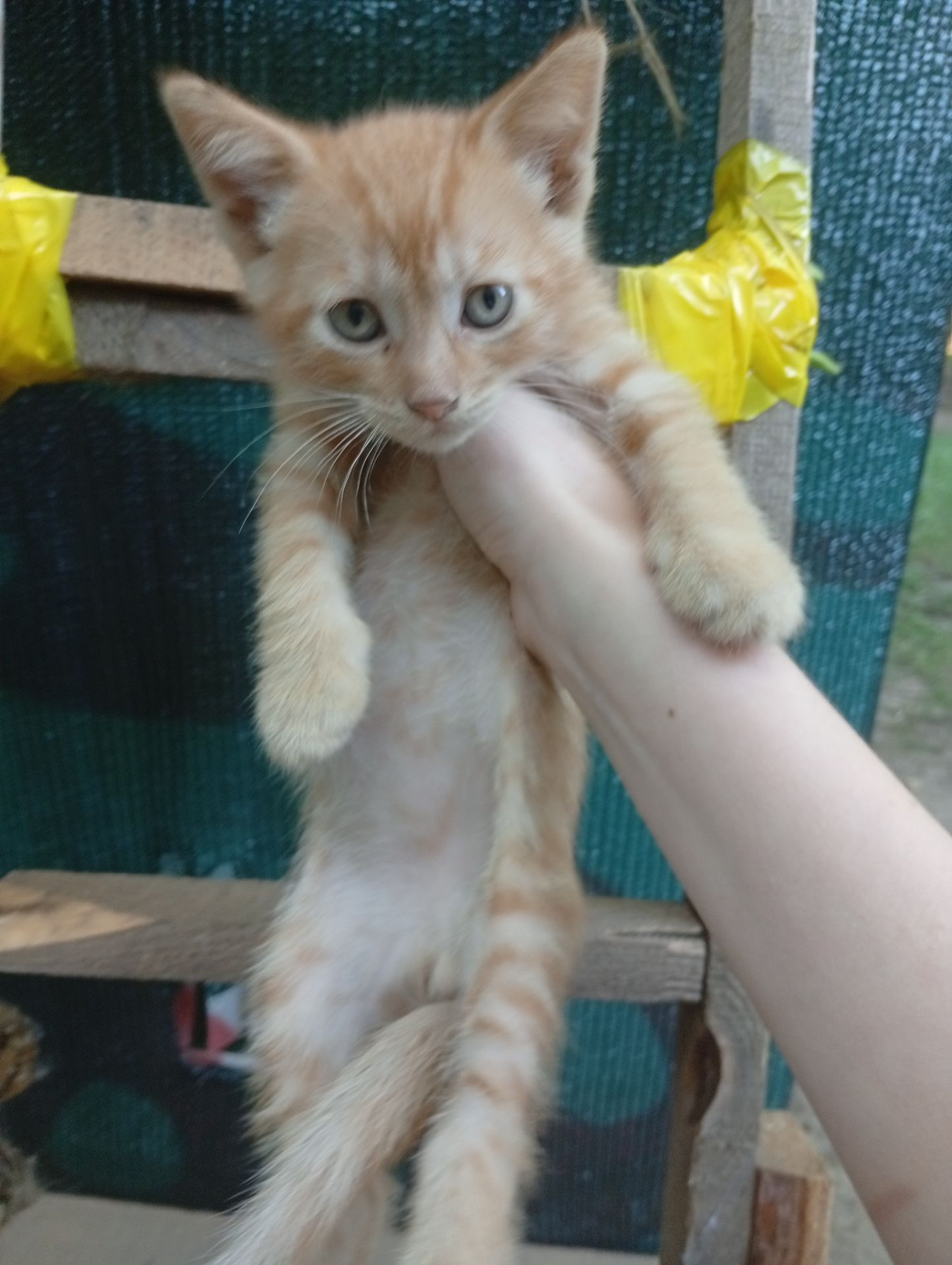 Віддам у добрі руки кошенят