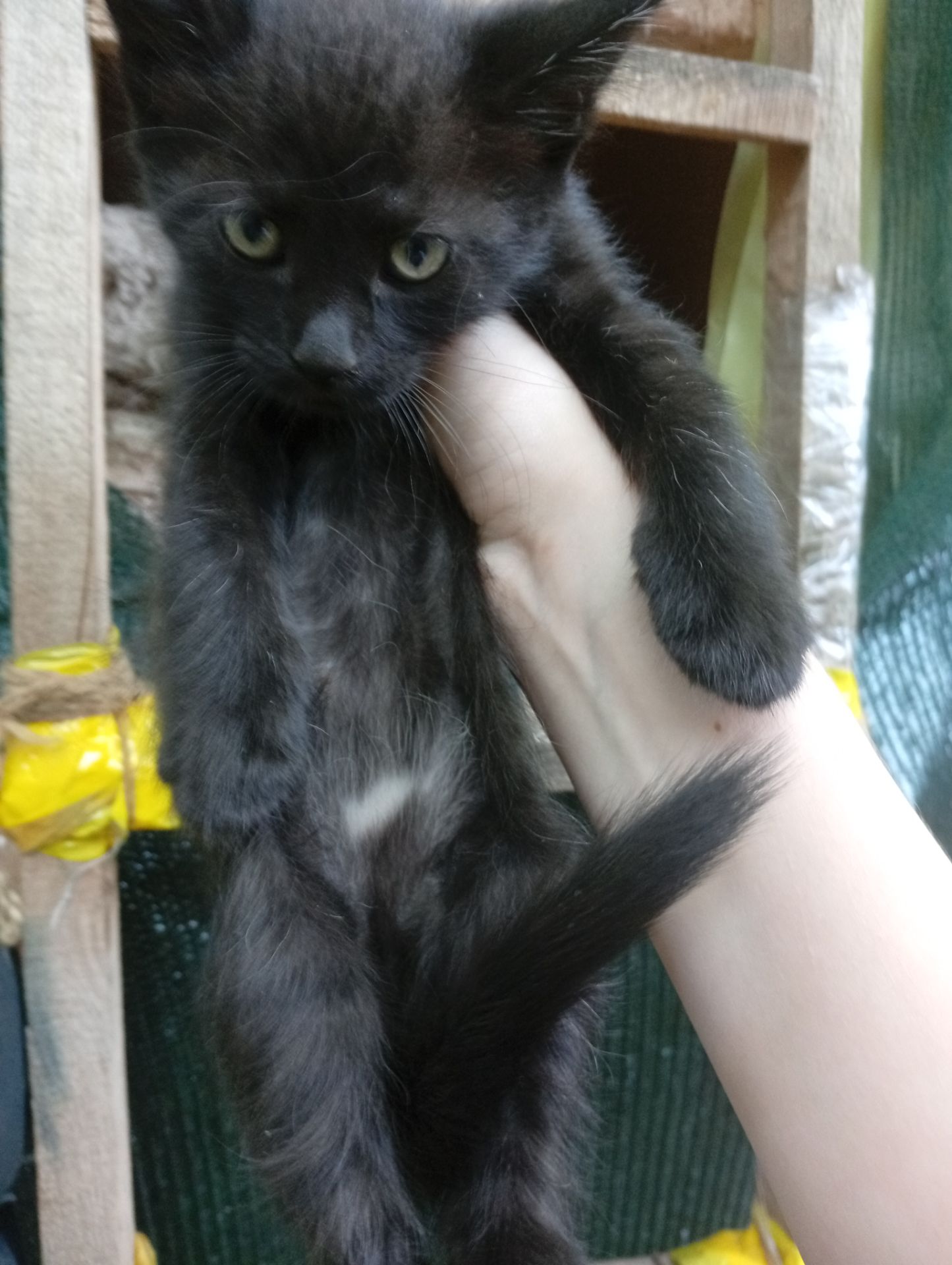 Віддам у добрі руки кошенят