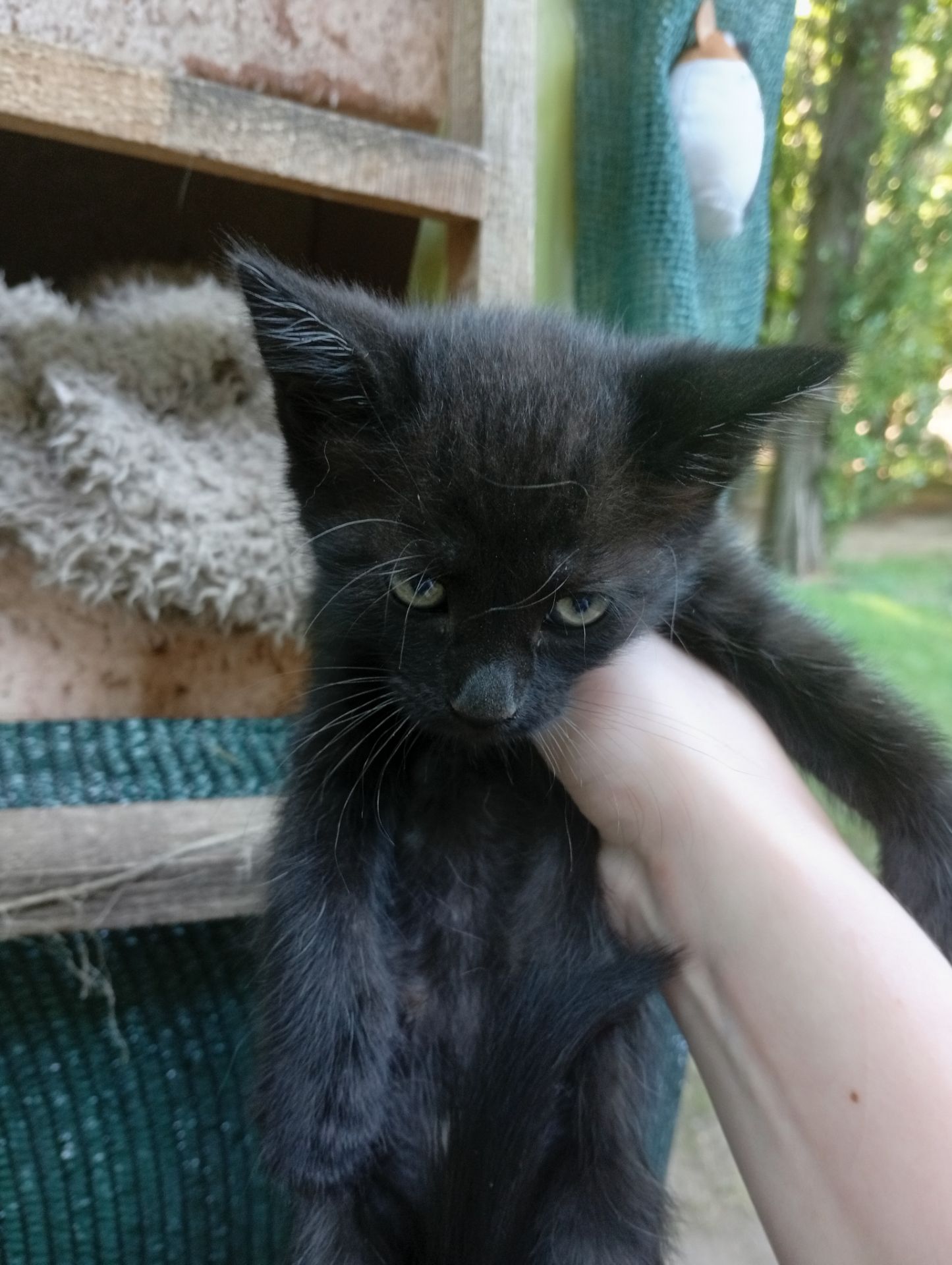 Віддам у добрі руки кошенят