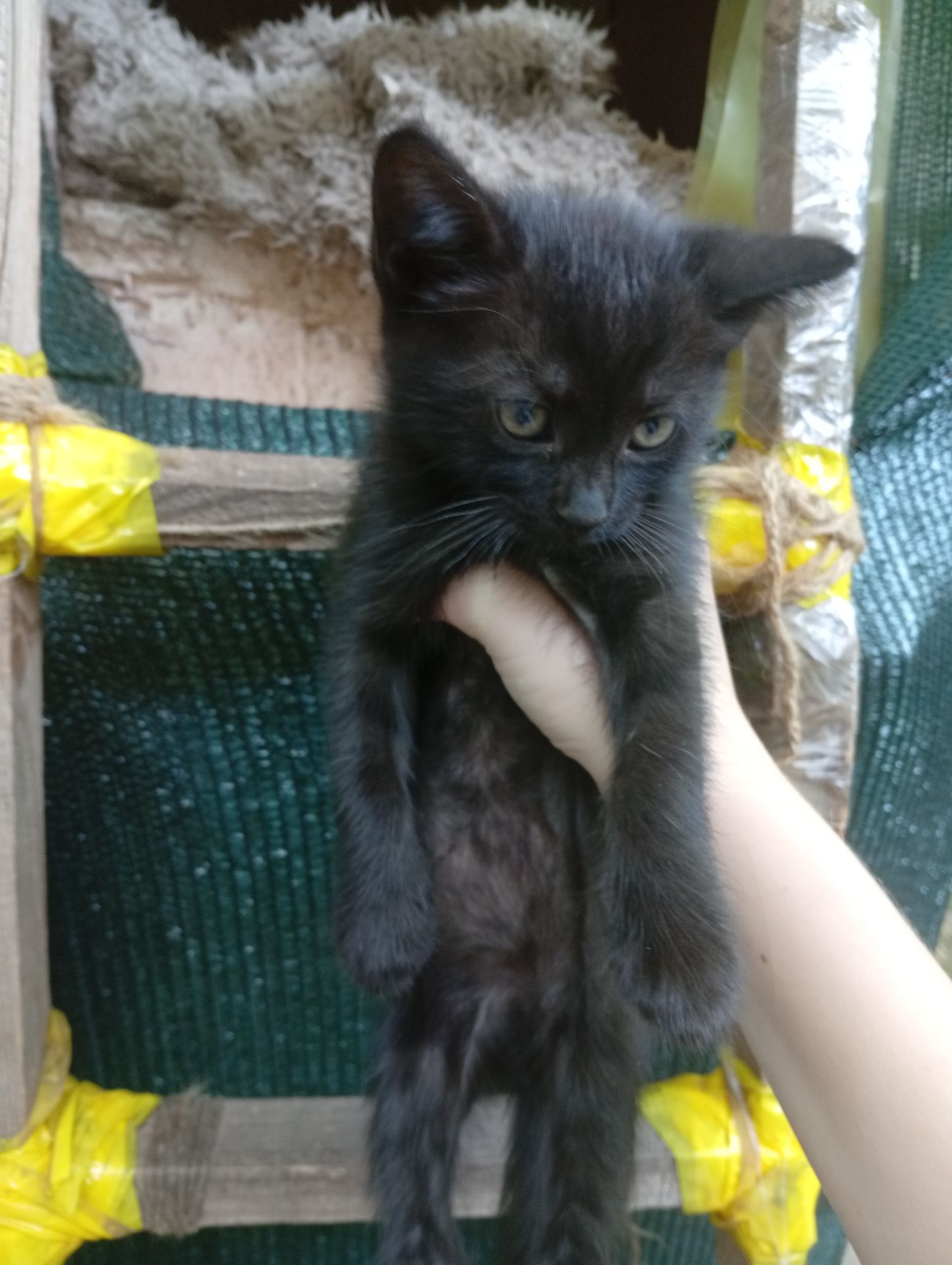 Віддам у добрі руки кошенят