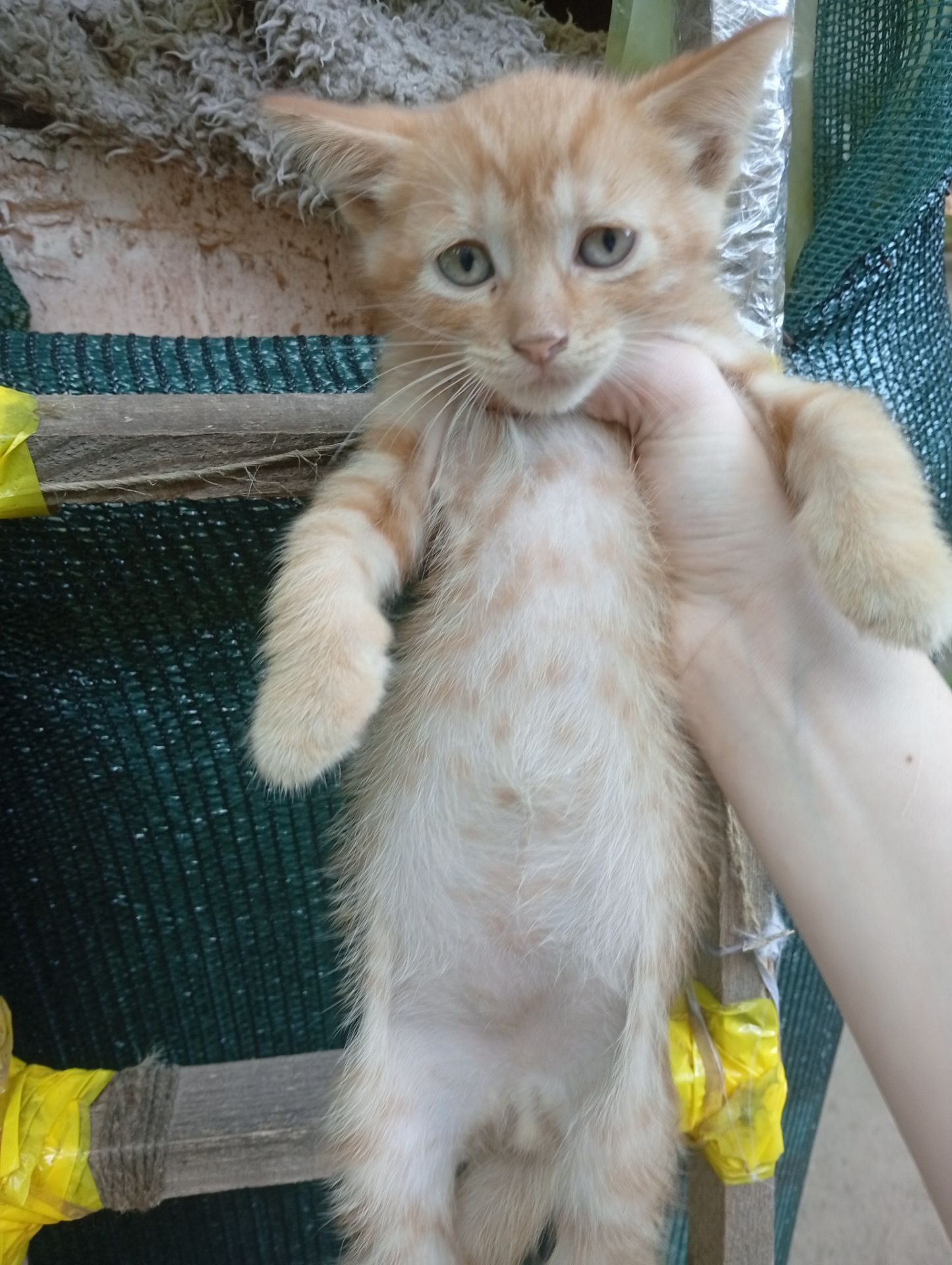 Віддам у добрі руки кошенят