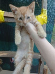 Віддам у добрі руки кошенят