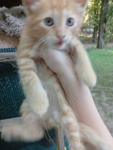 Віддам у добрі руки кошенят