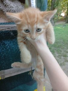 Віддам у добрі руки кошенят