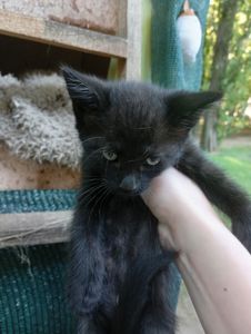 Віддам у добрі руки кошенят