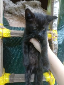Віддам у добрі руки кошенят