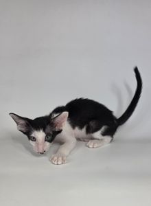 Ориентальный котенок мальчик ориентал Cody черный с белым