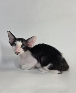 Ориентальный котенок мальчик ориентал Cody черный с белым
