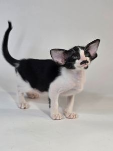 Ориентальный котенок ориентальная девочка Coco черная с белым