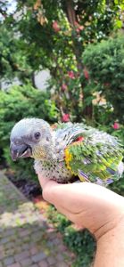 Амазон синьолобий