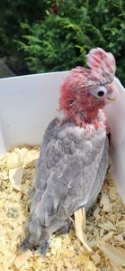 Какаду рожевий