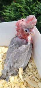 Какаду рожевий