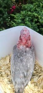 Какаду рожевий
