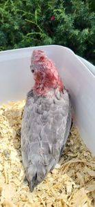 Какаду рожевий